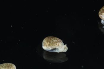 Media type: image;   Malacology 393728 Description: live specimen;